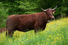 Koe tussen de bloempjes von Incanto Images