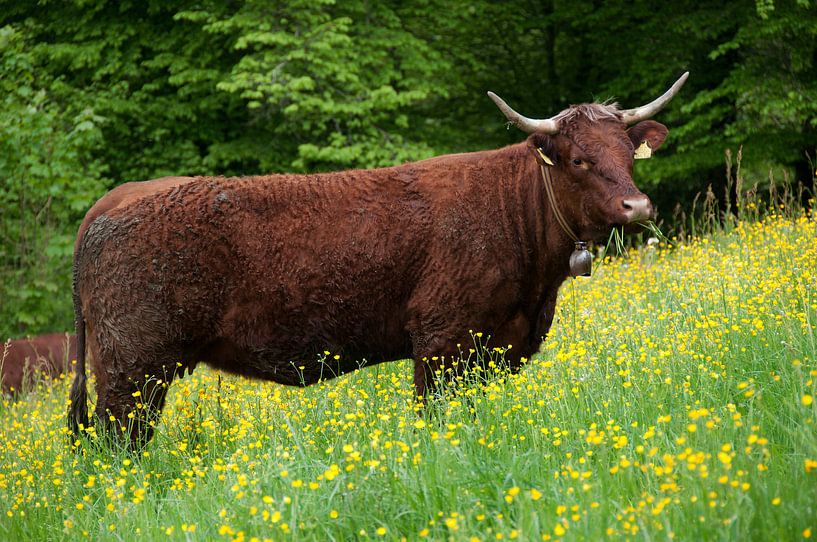 Koe tussen de bloempjes by Incanto Images