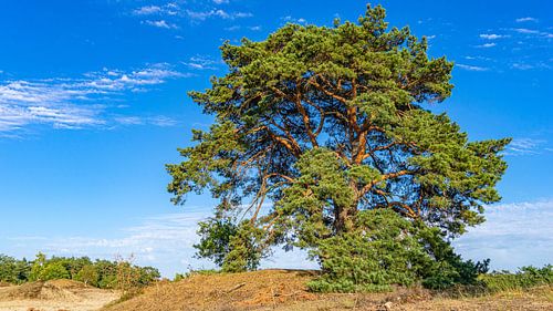 Mooie boom in Loonse en Drunense Duinen (Noord-Brabant)