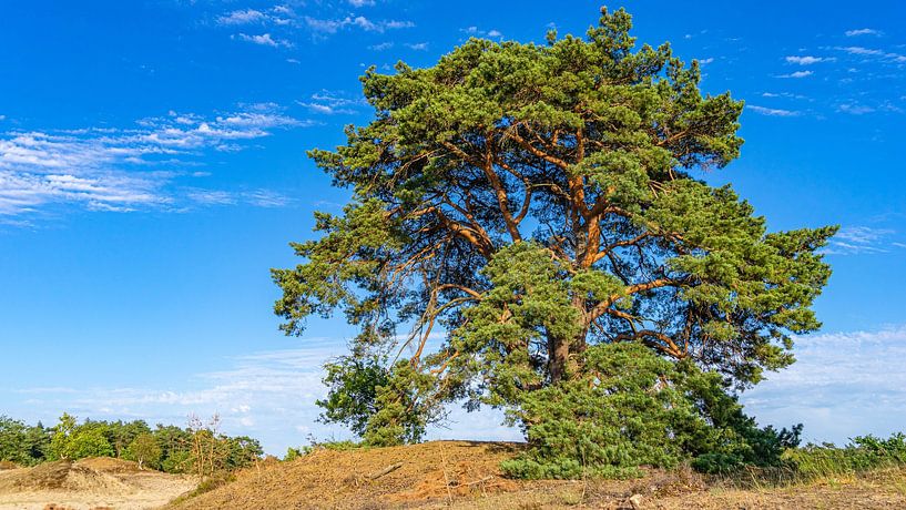 Schöner Baum in Loonse en Drunense Duinen (Noord-Brabant) von Jessica Lokker
