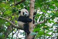 Schattige pandabeer in boom ( giant panda of reuzenpanda ) van Chihong thumbnail