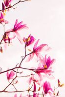 Magnolia bloemen op roze | Natuur fotografie