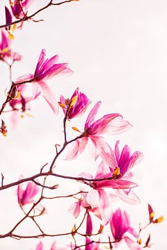 Magnolia bloemen op roze | Natuur fotografie van Denise Tiggelman