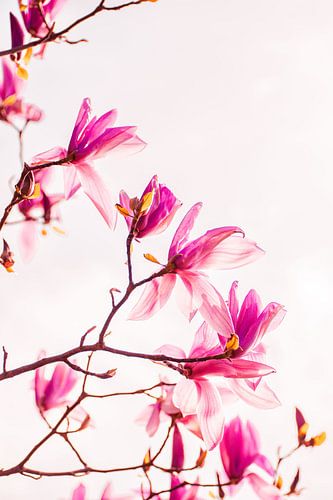 Magnolia bloemen op roze | Natuur fotografie