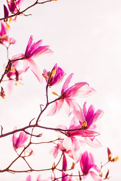 Magnolia flowers on pink | Nature photography by Denise Tiggelman