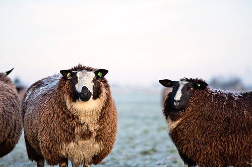 Schafe auf der Wiese bei Sonnenuntergang