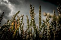 Grain