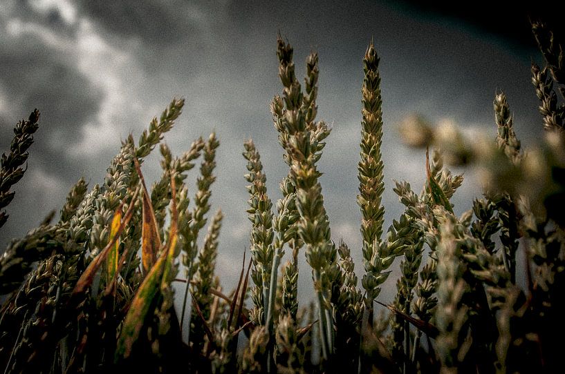 Grain by Maurice B Kloots      www.Fototrends.nl