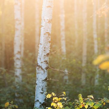 Birch trees in the forest at sunset