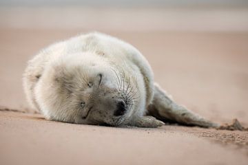 pas geboren grijze zeehonden pup van Marjon Kocks