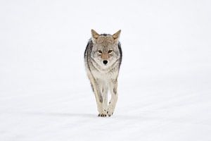Kojote ( Canis latrans ) im Winter, läuft direkt auf den Fotografen zu, hält dabei Augenkontakt, Yel