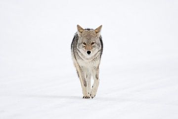 Coyote ( Canis latrans ) in winter, walking directly towards the photographer, holding eye contact,  van wunderbare Erde