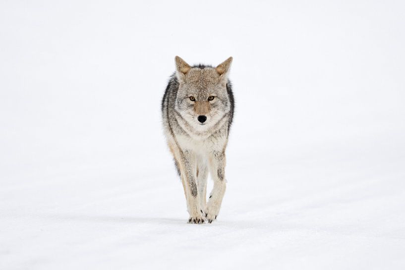 Coyote ( Canis latrans ) in winter, walking directly towards the photographer, holding eye contact,  by wunderbare Erde