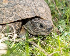 Carretta.... by Roland's Foto's