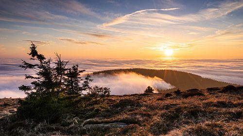 Tree top in the Harz Mountains