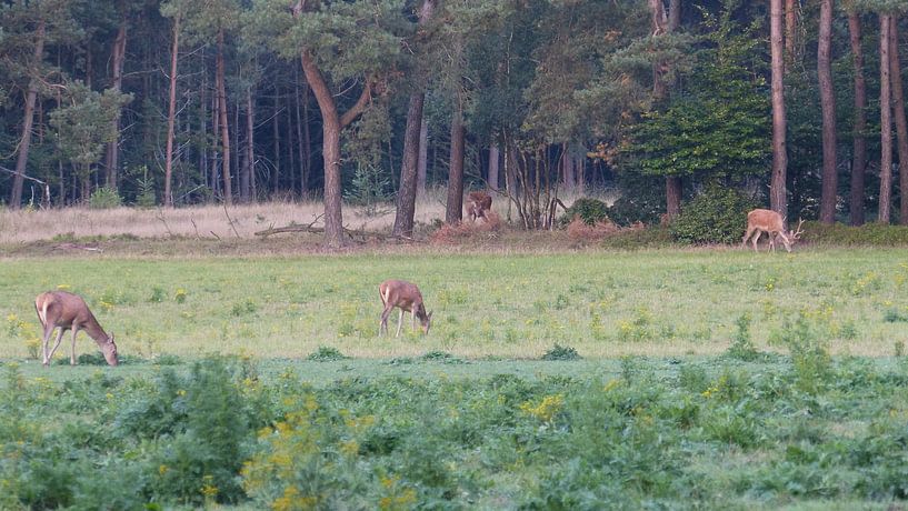 Herten, Zwijnen von Gijs van Veldhuizen