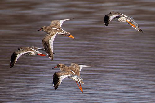 Ein Schwarm Rotschenkel, der über dem Wasser fliegt.