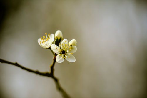 kleine witte bloesem