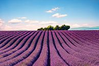 Het Valensole-plateau van Manjik Pictures thumbnail