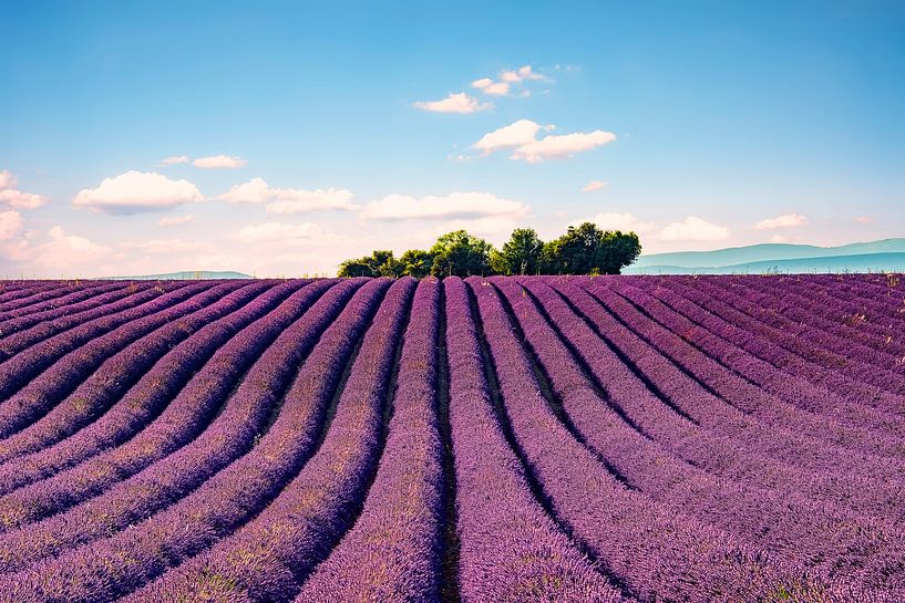 Het Valensole-plateau van Manjik Pictures