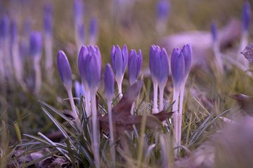 krokus van Ronald Wilfred Jansen