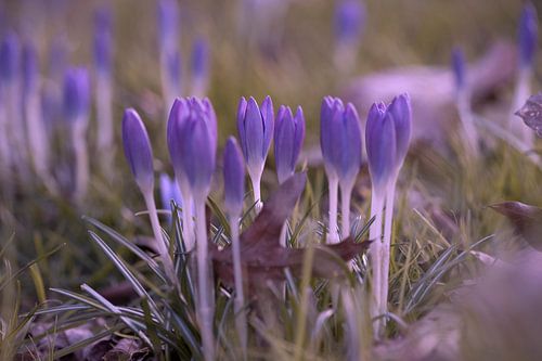 crocus