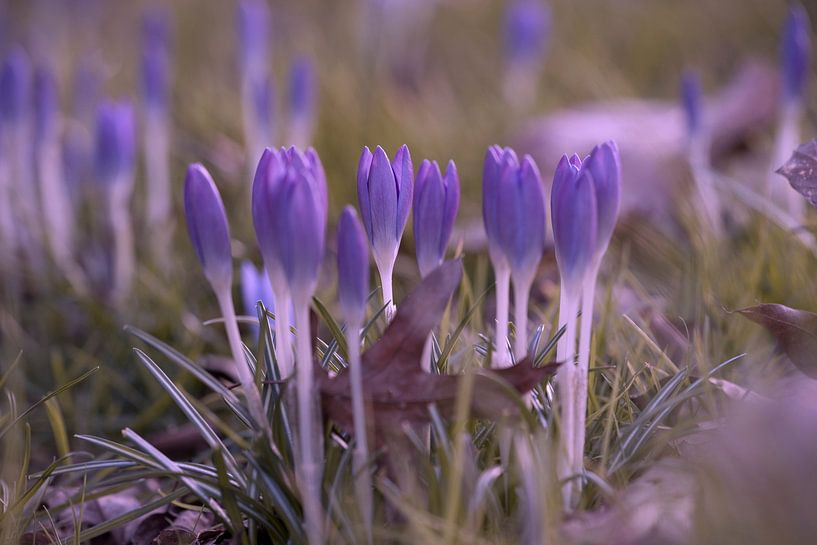 crocus by Ronald Wilfred Jansen