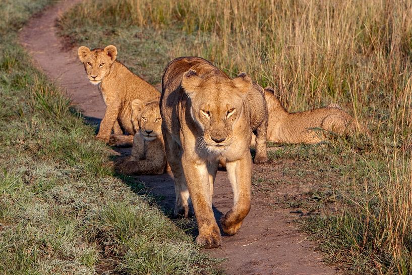 Lioness w. cubs by Peter Michel