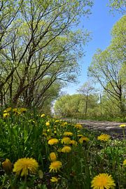 A country road in spring by Claude Laprise