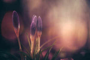 Blumen Teil 434