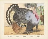 Kalkoen, Firma Joseph Scholz, 1829 - 1880 van Gave Meesters thumbnail