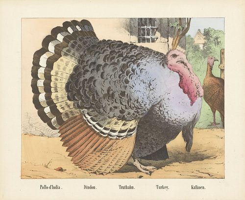 Pollo d'India. / Dindon. / Truthahn. Türkei. / Türkei, Firma von Joseph Scholz, 1829 - 1880