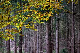 Early Autumn/Fall by Gerda Hoogerwerf
