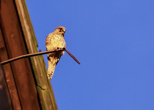 Roofvogel / Torenvalk 1)