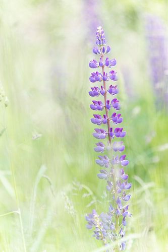 Stilte in paars – lupine in zacht zomers licht