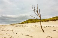 Landschaft am Strand auf der Insel Amrum van Rico Ködder thumbnail
