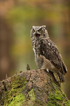 the scream... Great Horned Owl / Tiger Owl  ( Bubo virginianus ) sits on a tree trunk, screaming out van wunderbare Erde