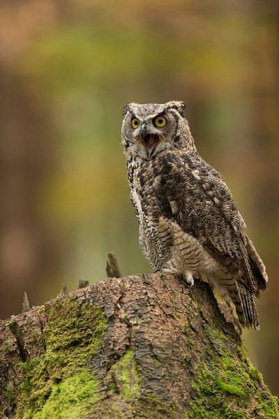 der Schrei... Virginia-Uhu ( Bubo virginianus ) ruft erbost, sitzt auf einem Baumstumpf par wunderbare Erde