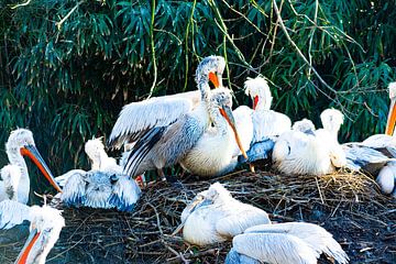 Der Pelikan-Club von Truckpowerr