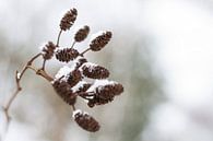 Elzenpropjes in de winter von Marieke de Boer Miniaturansicht