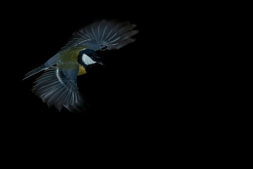 Koolmeesje (Parus major) in de vlucht met een zwarte achtergrond. van Albert Beukhof