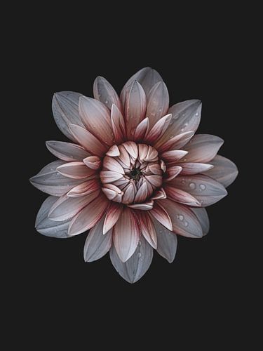 Weiß-rote Dahlie mit Regentropfen