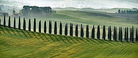 cypresses in Tuscany by luc Utens