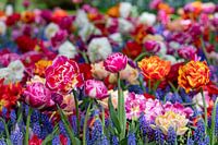 Multicolour veld voorjaarsbloemen