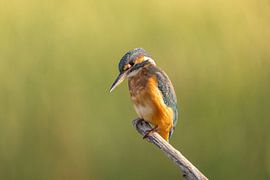 Eisvogel, Alcedo atthis
