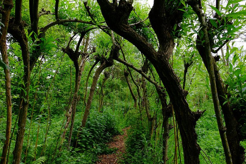 Wilgenhaag by Marian Klerx