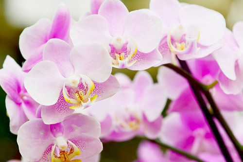 Zachtroze orchidee met gouden hart