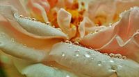 Rainy Rose
