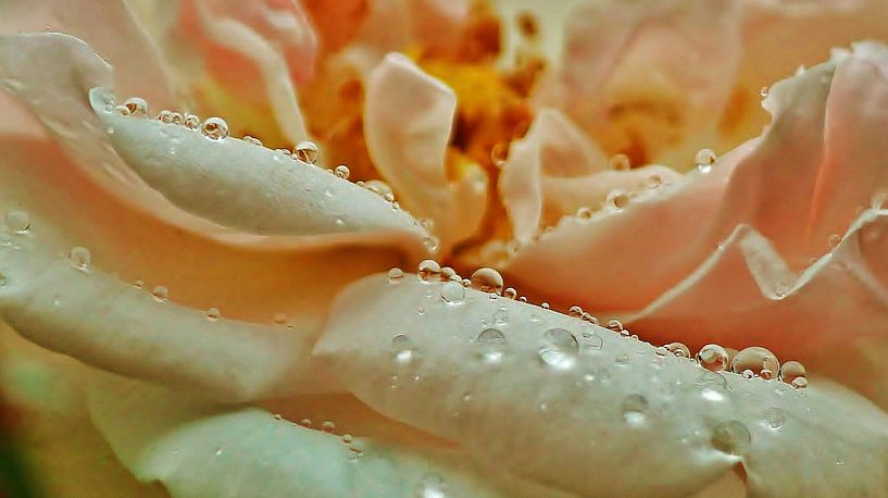 Rainy Rose by Stephanie Köhl
