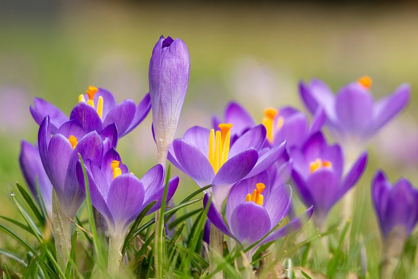 Krokusse von John Goossens Photography